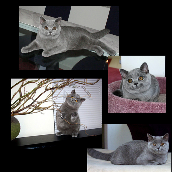 young British Shorthair kitten