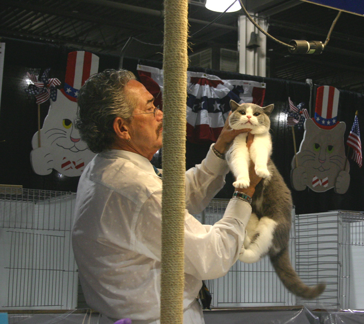 british shorthair kitten