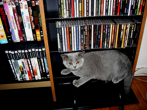 British Shorthair female kitten