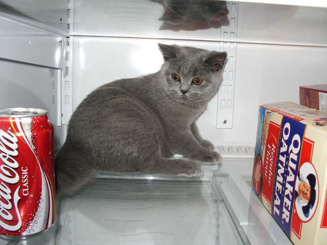 British Shorthair kitten