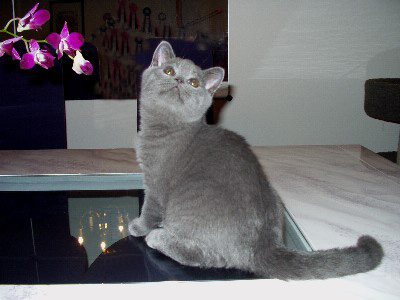 British Shorthair kitten